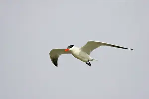 Caspia: Caspian Tern in flight