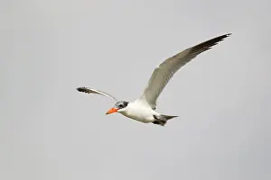 Caspia: Caspian Tern - in flight