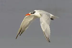 Caspia: Caspian Tern - in flight
