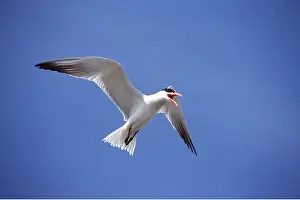 Tern: CASPIAN TERN IN FLIGHT