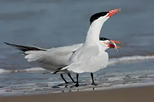 Giving: Caspian Tern giving fish to mate