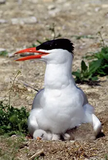 Caspia: Caspian Tern - on nest with chicks