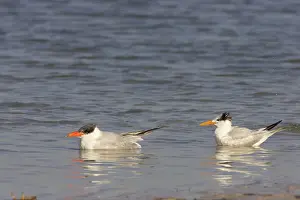 Caspia: Caspian Tern & Royal tern (Sterna maxima) in water
