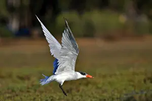 Morro: Caspian Tern (Sterna caspia)