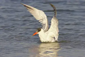 Forsters: Caspian Tern washing