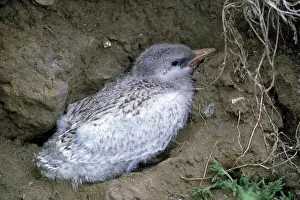Caspia: Caspian Tern - young