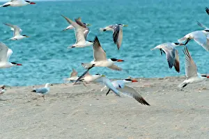 Bergii: Caspian Terns, Crested Terns (Sterna bergii), Silver Gulls -