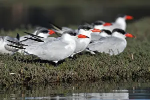 Terns: Caspian Terns (Sterna caspia)