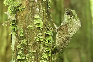Helmeted: Casque-headed Basilisk - Old Man Lizard - Helmeted Iguana