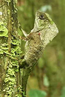 Helmeted: Casque-headed Basilisk - Old Man Lizard - Helmeted Iguana
