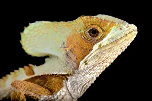 Guatemala: Casque-headed lizard (Corytophanes hernandezii)