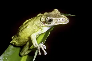 Casque: Casque-headed Tree Frog