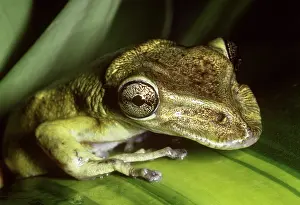 Casque: Casque-headed Tree Frog