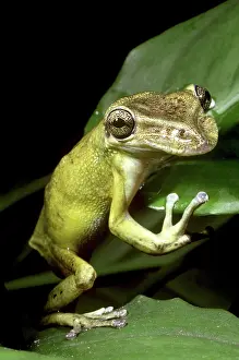 Casque: Casque-headed Tree Frog
