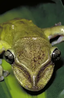 Casque: Casque headed tree frog