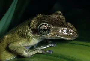 Pads: Casque-headed Tree Frog