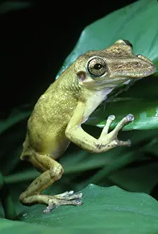 Pads: Casque-headed Tree Frog