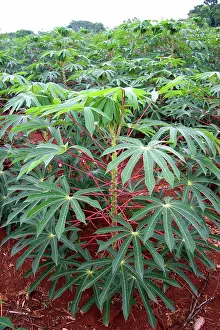 Argentinian: Cassava