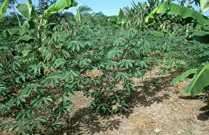 Amazonian: Cassava and Bananas