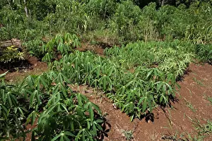 Cassava: Cassava growing in a village garden in New Caledonia
