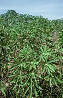 Esculenta: Cassava (Manihot esculenta) crop, Thailand