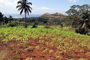 Comoros: Cassava / Manioc
