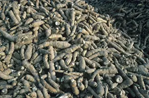 Pile: Cassava roots (Manihot esculenta)