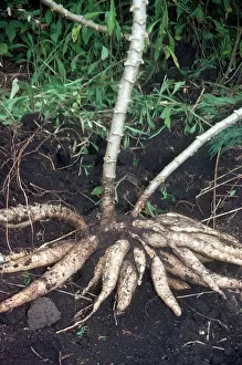 Tubers: Cassava Tubers