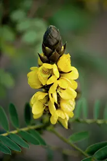 Cassia: Cassia didymobotrya