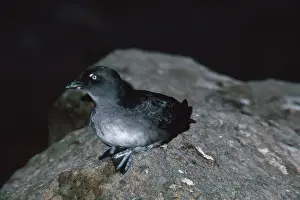 Auklet: Cassin's Auklet