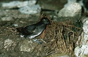 Auklet: Cassin's Auklet