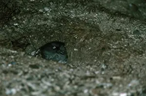 Auklet: Cassin's Auklet in Burrow