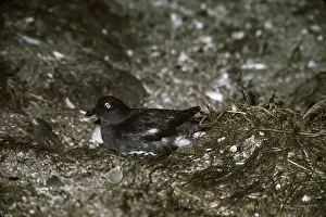 Auklet: Cassin's Auklet (Ptychoramphus aleuticus)