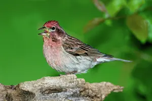 Birdsong: Cassin's Finch (Carpodacus cassinii) calling
