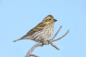 Carpodacus: Cassin's Finch - female in winter