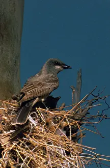 Kingbirds: Cassin's Kingbird at nest