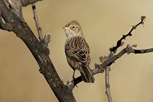 Cassinii: Cassin's Sparrow