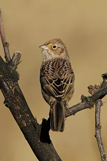 Cassinii: Cassin's Sparrow