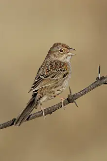 Cassinii: Cassin's Sparrow