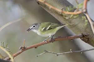 Vireo: Cassin's Vireo