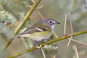 Vireo: Cassin's Vireo