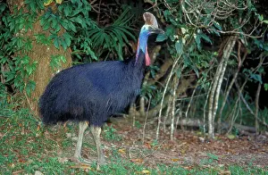 Wattled: Cassowary
