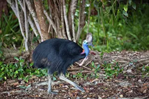 Ratite: Cassowary (Casuarius Casuarius), female, rain forest