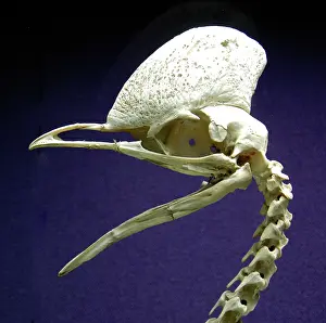 Casuarius: Cassowary - skull