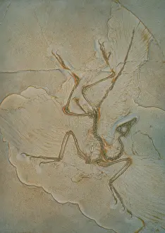 Primitive: Cast of Archaeopteryx