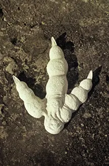 Tyrannosaur: Cast of a Tyrannosaur's foot print