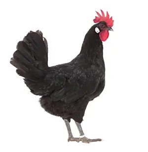 Caruncles: Castillane Chicken
