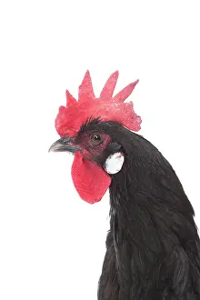 Caruncles: Castillane Chicken