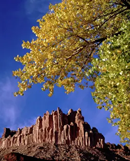 Populus: The Castle Framed by Cottonwoods