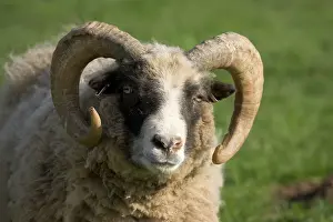Cotswold: Castlemilk Moorit ram at Cotswold Farm Park